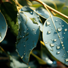 Eucalyptus essential oil - Motion Energy Composition